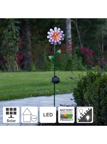 STAR Trading Solar-Erdspieß Pink Daisy in Gold