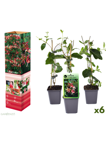 GARDENZO 6er-Set: Lonicera periclymenum in Bunt