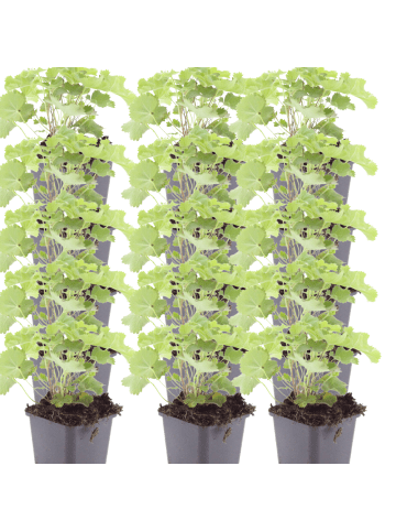 NatureNest 12er: Set Alchemilla mollis Pflanzen in Grün