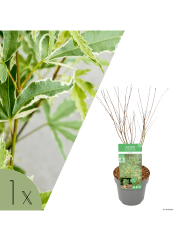 NatureNest 1 Acer palmatum Butterfly Ahornpflanze in Grün Topf 19 cm Höhe 50 cm
