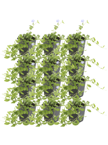 NatureNest 12 Vinca minor Pflanzen in Blau Topf 9 cm Höhe 15 cm