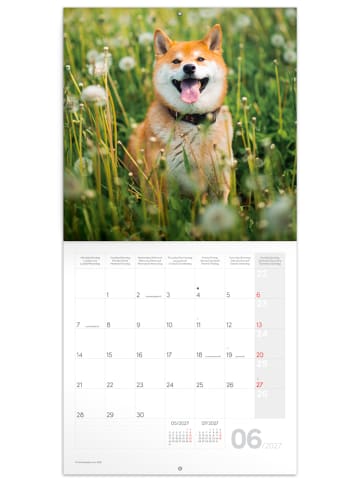 NOTIQUE Wandkalender 2027 mit 6-sprachigem Kalendarium in Happy Doge - 30 x 30 cm