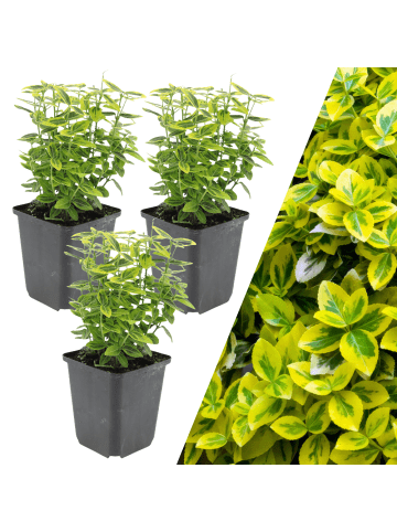 NatureNest 3 Gelbe Spindelstrauch-Pflanzen  Euonymus 'Emerald 'n Gold'  