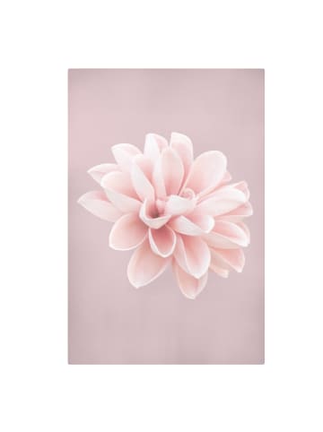 WALLART Leinwandbild - Dahlie Blume Lavendel Rosa Weiß in Rosa