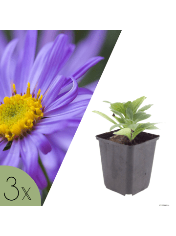 NatureNest 3er-Set: Aster frikartii Mönch Staude winterhart in Violett