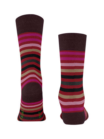 Falke Socken Tinted Stripe in Ingle