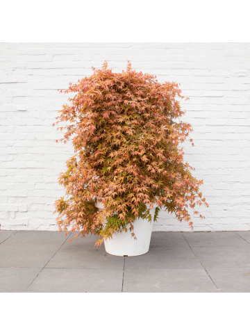 NatureNest Acer palmatum Cascade Ruby Ahorn Hochstamm in Rot