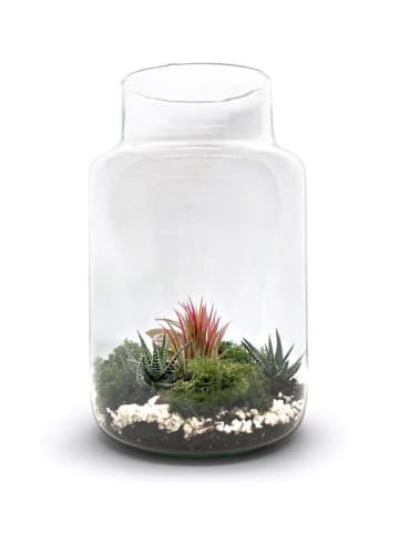 MeinVIPShop Flaschengarten 30cm XXL mit Tillandsia Rosa