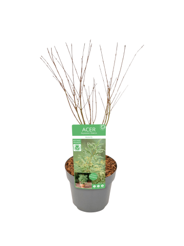 NatureNest Acer palmatum Butterfly Ahornpflanze in Bunt