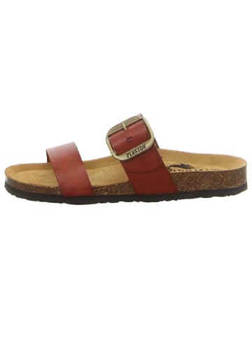 Plakton Klassische Pantolette in braun