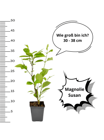 OH2 3er-Set Magnolien Susan in Rosa
