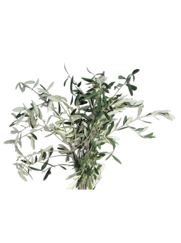 exotic living Wunderschöne frische Oliven Zweige