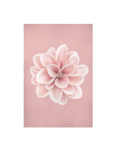 WALLART Leinwandbild - Dahlie Rosa Blush Blume Zentriert in Rosa