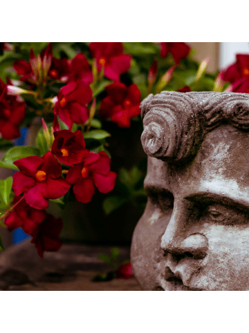 NatureNest Mandevilla rot Set 3 Dipladenia sanderi für Balkon