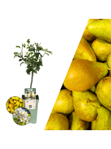 NatureNest Bio-Birnbaum  1 x Pyrus communis 