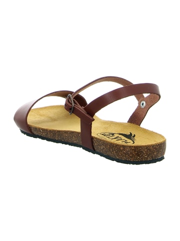 Plakton Sandalen in Braun