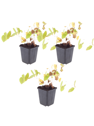 NatureNest 3er-Set: Elfenblume Epimedium youngianum Niveum Staude in Weiß