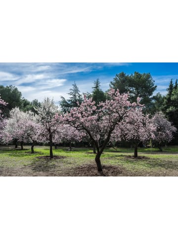 GARDENZO 2er-Set: XXL Ziermandelbaum in Rosa
