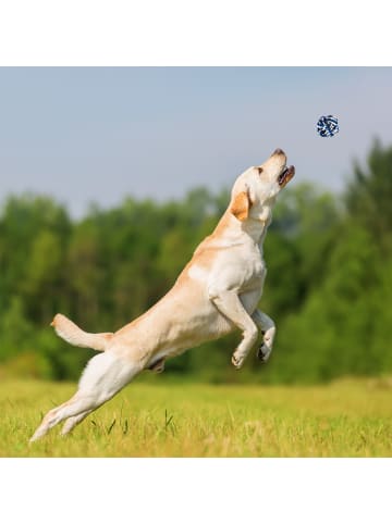 relaxdays 4 tlg. Hundespielzeug Set in Mehrfarbig