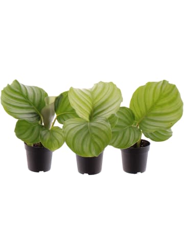 MeinVIPShop Calathea 3er Set Zimmerpflanze