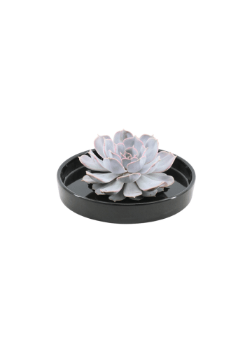 NatureNest Echeveria Lilacina lila Sukkulente in schwarzer Keramikschale