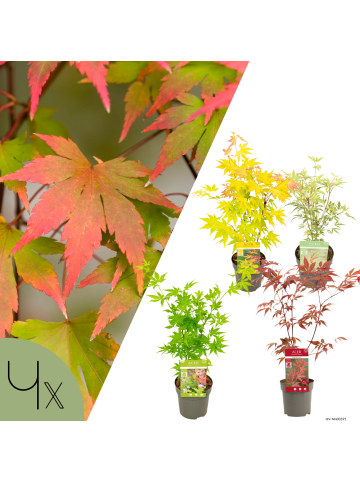 NatureNest 4er: Set Acer palmatum Ahornpflanzen Mix in Grün