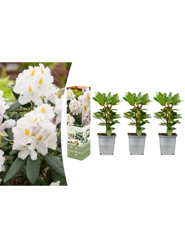 GARDENZO 3er-Set: Rhododendron 'Cunningham's White' in Weiß