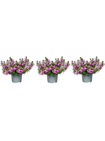 MeinVIPShop Fächerblume Scaevola aemula Pink 3er Set