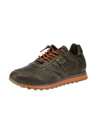 Cetti Sneaker low C-848 INV27 in Grün