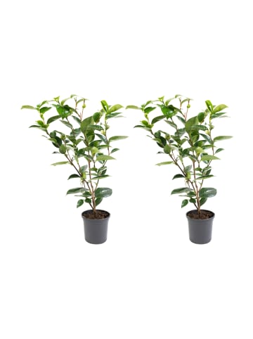 GARDENZO 2er-Set: Kamelienstrauch "Japanische Rose" XL in Weiss