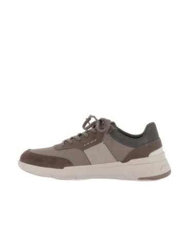 Geox Sneakers U in Dove Grey/Dk Brown