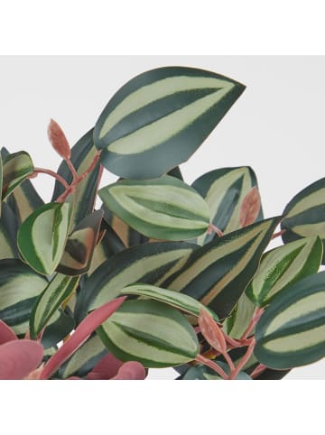 Butlers Kunstblume FLORISTA Peperomina argyreia in Grün