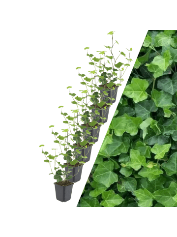 NatureNest 6 Atlantische Efeu-Pflanzen  Hedera Hibernica  