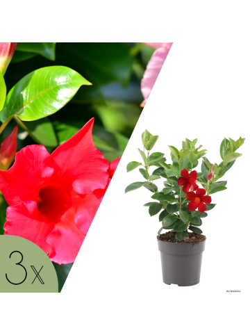 NatureNest Mandevilla rot Set 3 Dipladenia sanderi für Balkon