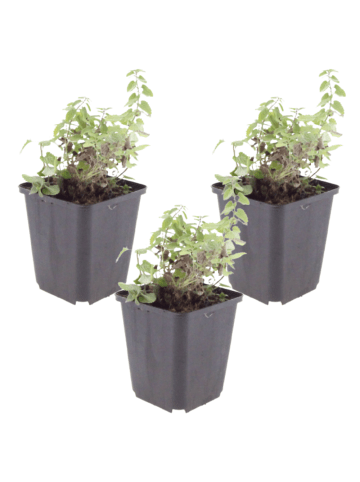 NatureNest 3er: Set Nepeta Grol Pflanzen in Lila