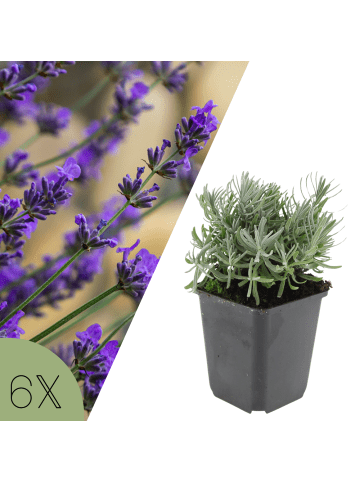 NatureNest 6 Lavandula angustifolia Hidcote Pflanzen in Lila Topf 9 cm Höhe 15 cm