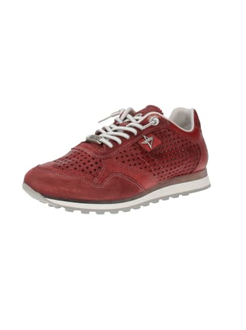 Cetti Sneaker low C-848 EXP V25 in Rot