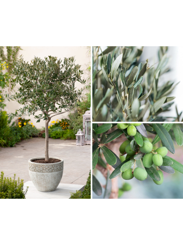 GARDENZO Olivenbaum XL 90-100cm