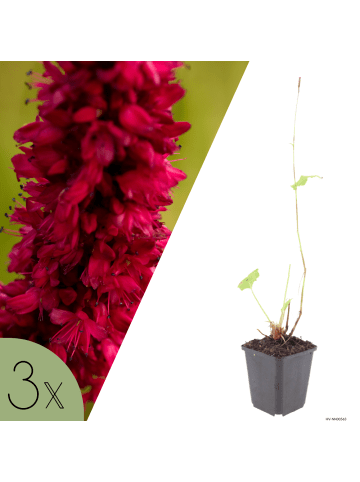 NatureNest 3er-Set: Persicaria amplexicaulis Speciosa Staude mehrjährig in Pink