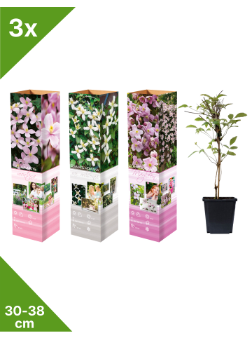 GARDENZO 3er-Set: Klematis Montana in Bunt