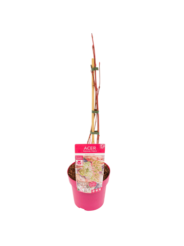 NatureNest Acer conspicuum Red Flamingo Ahornpflanze in Rosa Topf 19 cm Höhe 50 cm
