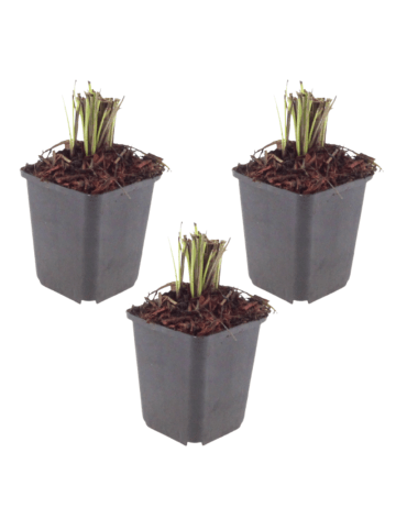 NatureNest 3er-Set: Luzula sylvatica Staude mehrjährig winterhart in Grün