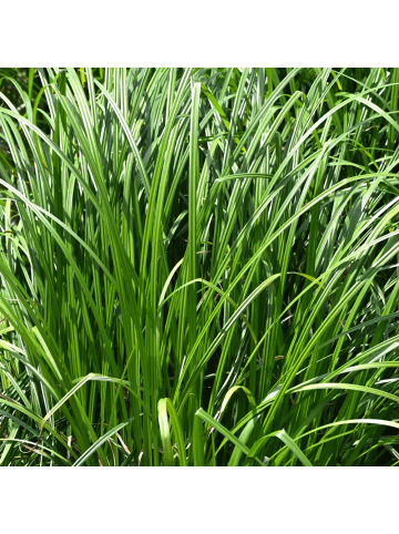 NatureNest 3er-Set: Carex morrowii Ziergras wintergrün winterhart in Grün