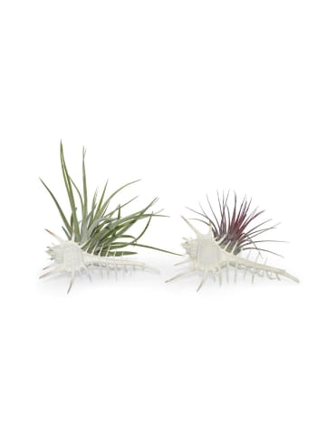 exotic living Exotisches Muschelset mit Tillandsia 2er Set