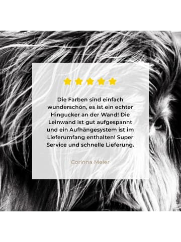 MuchoWow Leinwand bilder Schottisches Hochlandrind (BxH)