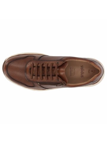 Solidus Sneaker für Herren in braun