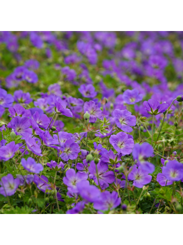 NatureNest 3er-Set: Geranium Azure Rush Staude winterhart in Blau
