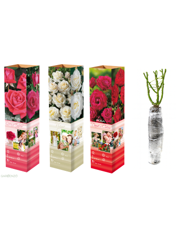 GARDENZO 3er-Set: Großblütige Rosen MIX in Bunt