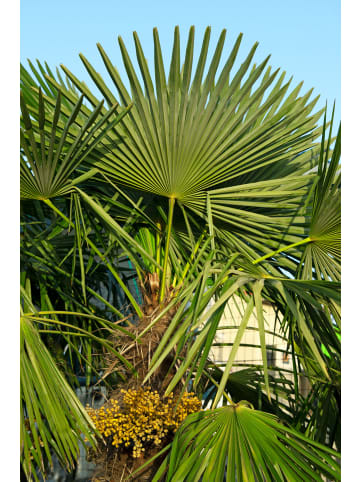 GARDENZO Chamaerops humilis Mittel 