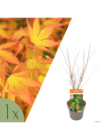 NatureNest Acer palmatum Katsura Ahornpflanze in Gelb Topf 19 cm Höhe 50 cm